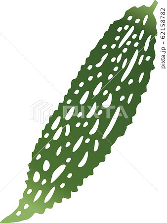 ゴーヤー 62158782