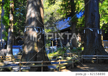 2月 富士河口湖町119七本杉(ご神木)と拝殿・河口浅間神社 2月 富士河口湖町119七本杉(ご神木)と拝殿・河口浅間神社 62158890