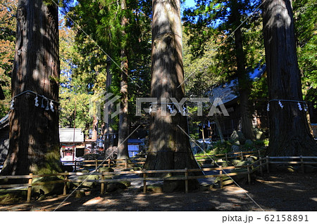 2月 富士河口湖町118七本杉(ご神木)と拝殿・河口浅間神社 2月 富士河口湖町118七本杉(ご神木)と拝殿・河口浅間神社 62158891