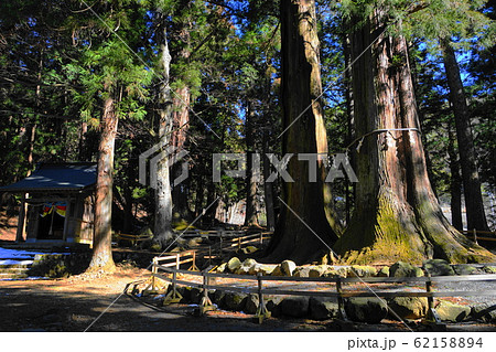 2月 富士河口湖町115七本杉(ご神木)と巨木群・河口浅間神社 2月 富士河口湖町115七本杉(ご神木)と巨木群・河口浅間神社 62158894