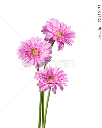 Spring gerbera flowers isolated 62159175