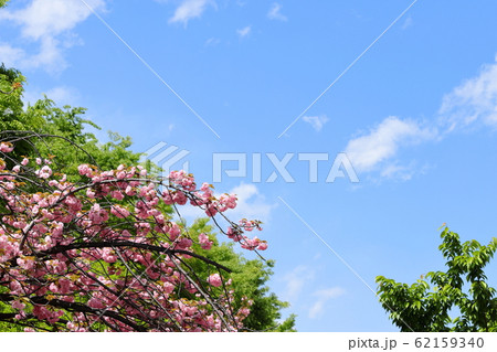 八重桜咲く二ヶ領用水 八重桜咲く二ヶ領用水 62159340