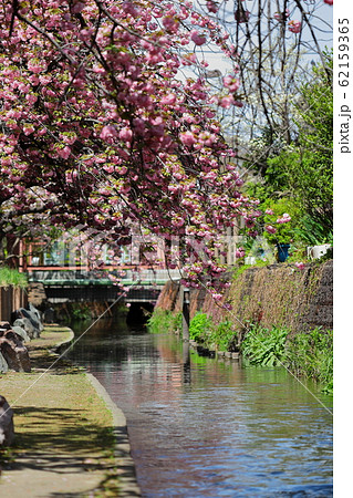 八重桜咲く二ヶ領用水　タテ位置 62159365