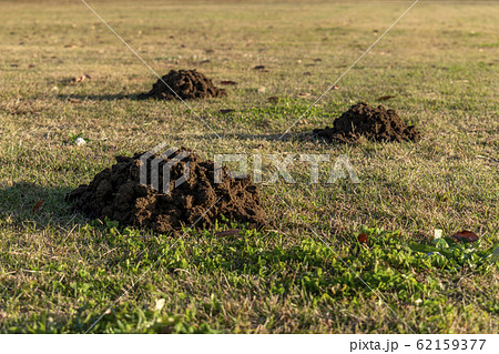 モグラの穴 62159377