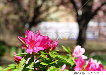 八重桜咲く二ヶ領用水　ツツジ 62159452