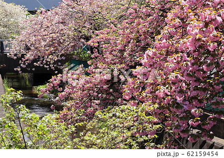 八重桜咲く二ヶ領用水 62159454