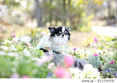 チワワ チワワ 62159458