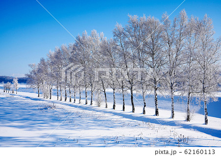 氷点下の朝の白樺の木 樹氷 霧氷 ”北見市”の写真素材 [62160113] - PIXTA