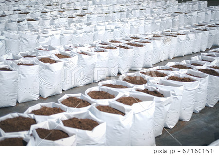 soil in planting pot for growing transplanting 62160151