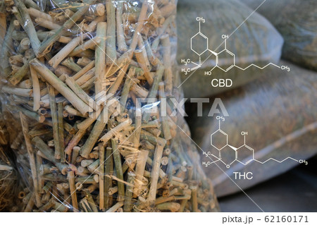 cbd & thc in dried cannabis branch & leaves. cbd & thc in dried cannabis branch & leaves. 62160171