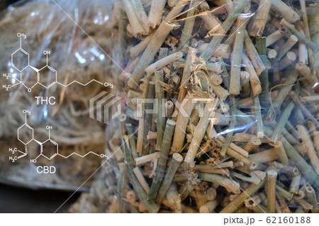 cbd & thc in dried cannabis branch & root. cbd & thc in dried cannabis branch & root. 62160188
