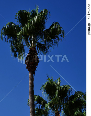 Palm tree against the blue sky, Cyprus, Pissouri 62160228