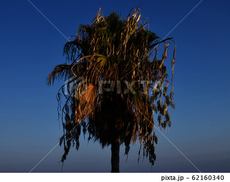 Palm tree against the blue sky, Cyprus, Pissouri 62160340