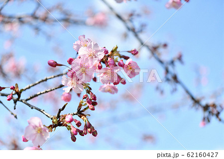 咲き始めた雪割桜 62160427