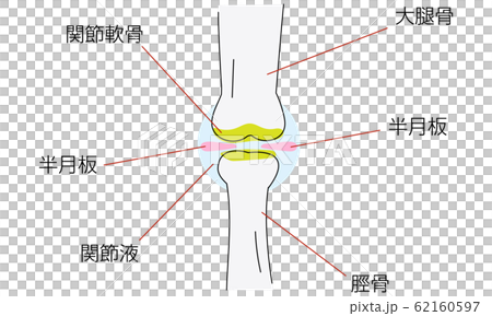 膝関節周りの図解イラスト 膝関節周りの図解イラスト 62160597