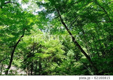 高尾山の新緑 62160815