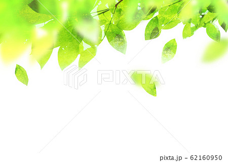 背景素材 水彩テクスチャー 若葉 新緑のイラスト素材