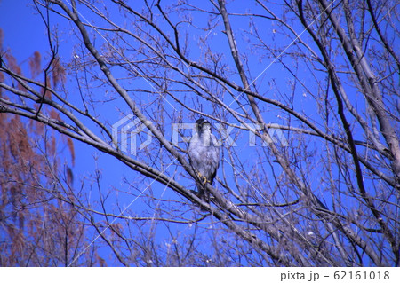 ハイタカ ハイタカ 62161018