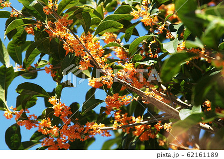 キンモクセイ　Fragrant orange-colored olive 62161189