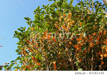 キンモクセイ　Fragrant orange-colored olive 62161193