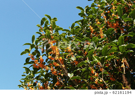 キンモクセイ　Fragrant orange-colored olive 62161194