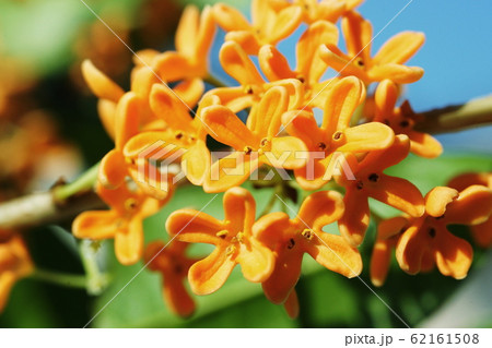 キンモクセイ Fragrant orange-colored olive キンモクセイ Fragrant orange-colored olive 62161508