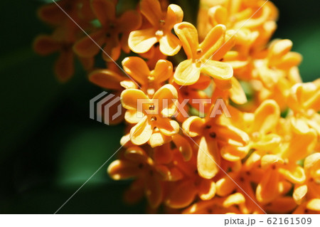 キンモクセイ  Fragrant orange-colored olive 62161509