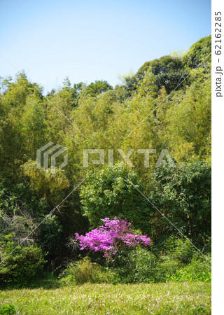 千葉県君津市の花 三つ葉つつじ 岩つつじの写真素材