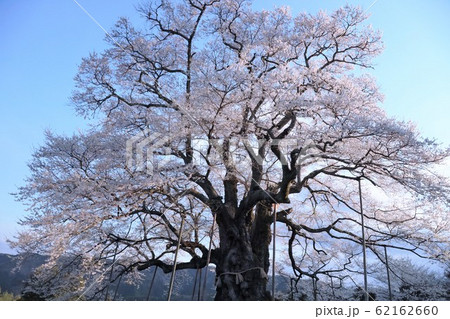 醍醐桜 醍醐桜 62162660
