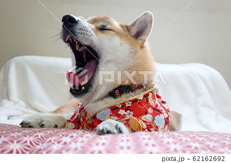 柴犬 犬 あくび 着物 退屈 眠いの写真素材