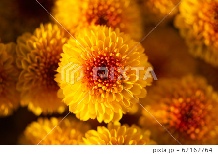Fresh bright chrysanthemums. Flowering Red orange chrysanthemums in autumn garden.Orange Flowers horizontally concept. 62162764
