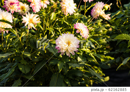 花 花 62162885