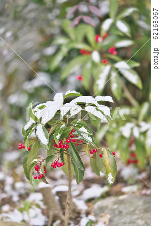 マンリョウに雪 62163067