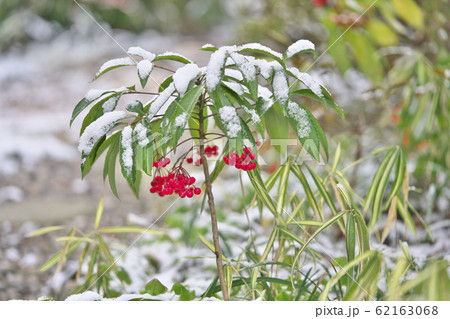 マンリョウに雪 62163068