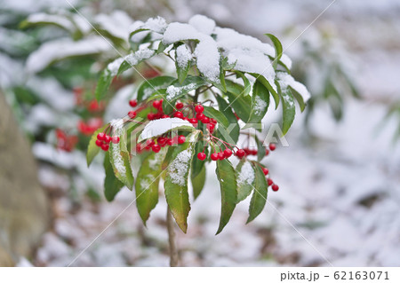 マンリョウに雪 62163071