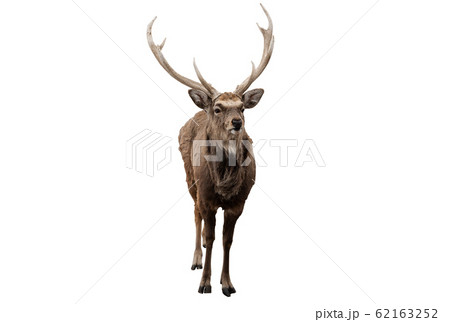 Red deer stag in front of a white background Red deer stag in front of a white background 62163252