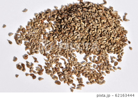 パセリの種 62163444