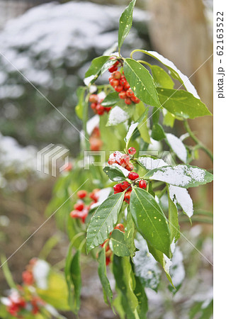 アオキに雪 62163522