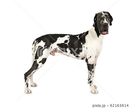 Thoroughbred Great Dane dog isolated on a white Thoroughbred Great Dane dog isolated on a white 62163614