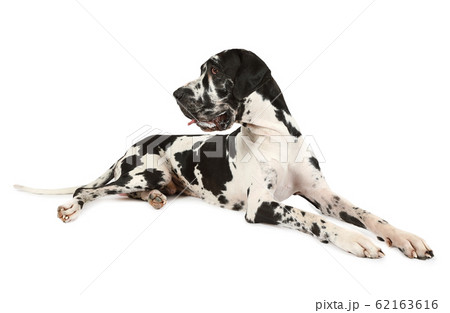 Spotted purebred Great Dane dog on a white Spotted purebred Great Dane dog on a white 62163616