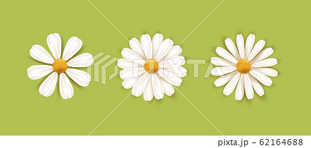 Set of White daisy chamomile illustration. Cute - Stock