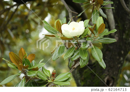 タイサンボクの花 62164713