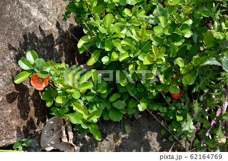 岩場のクサボケ オレンジの花  62164769