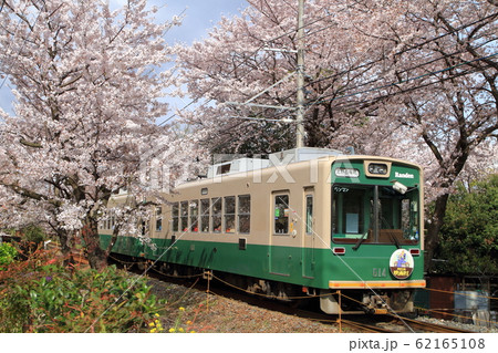 嵐電 桜のトンネルを走る電車　京都の春の風景 62165108