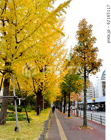 公園のイチョウと歩道 62165117