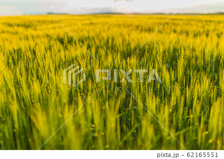 Agricultural Growth -Various Fields - Agriculture Farming Field 62165551