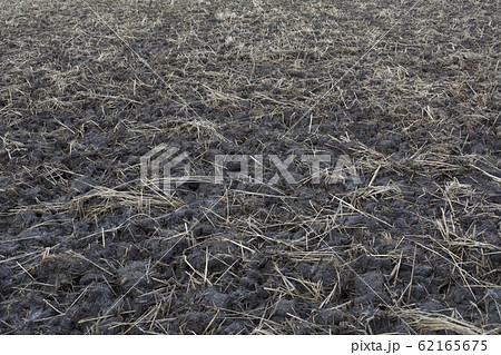 冬の田んぼ 冬の田んぼ 62165675