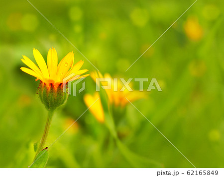 Calendula arvensis on a blurred background Calendula arvensis on a blurred background 62165849