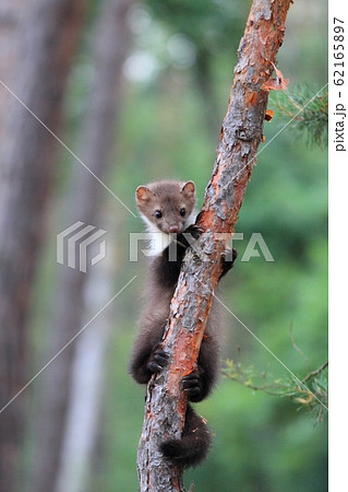 Young Marten beech, lat. Martes foina Young Marten beech, lat. Martes foina 62165897
