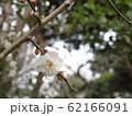 梅の花一輪、咲き急ぎ 62166091